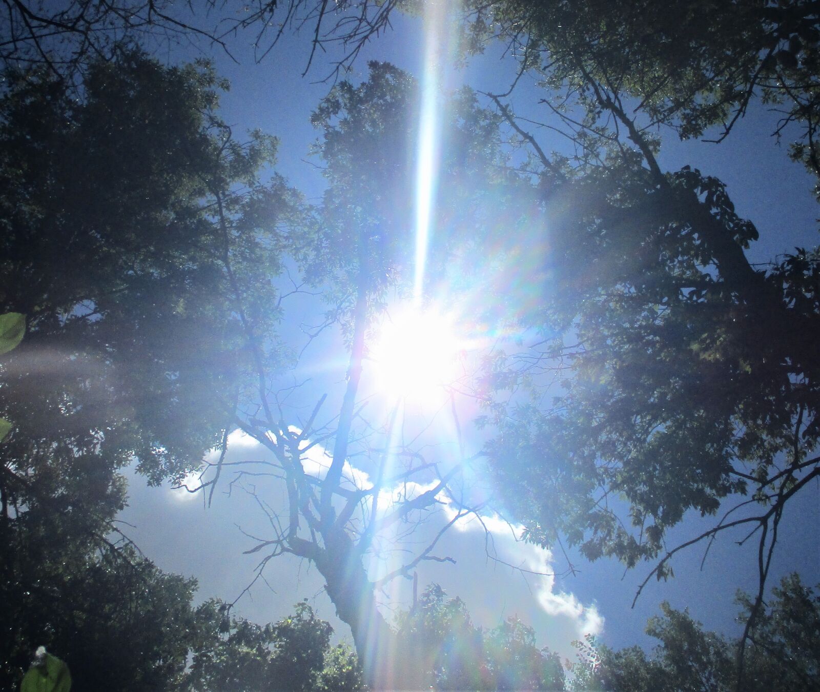Canon PowerShot ELPH 180 (IXUS 175 / IXY 180) sample photo. Sky, trees, nature photography