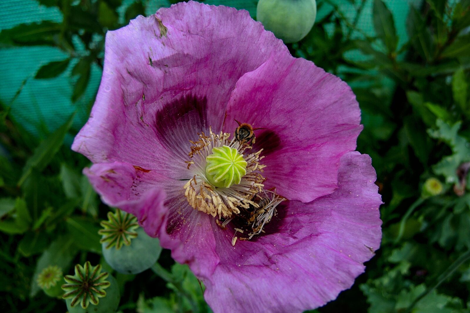 Nikon Coolpix P7700 sample photo. Poppy, plant, nature photography