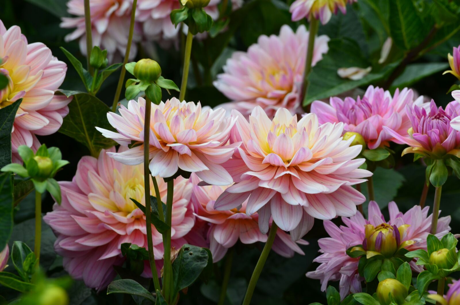 Nikon D5100 sample photo. Flowers, dahlias, blossom photography