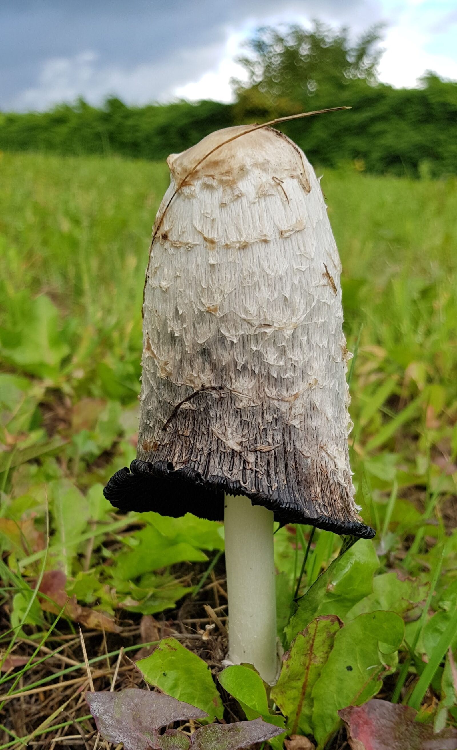 Samsung Galaxy S8 sample photo. Mushroom, nature, fungus photography