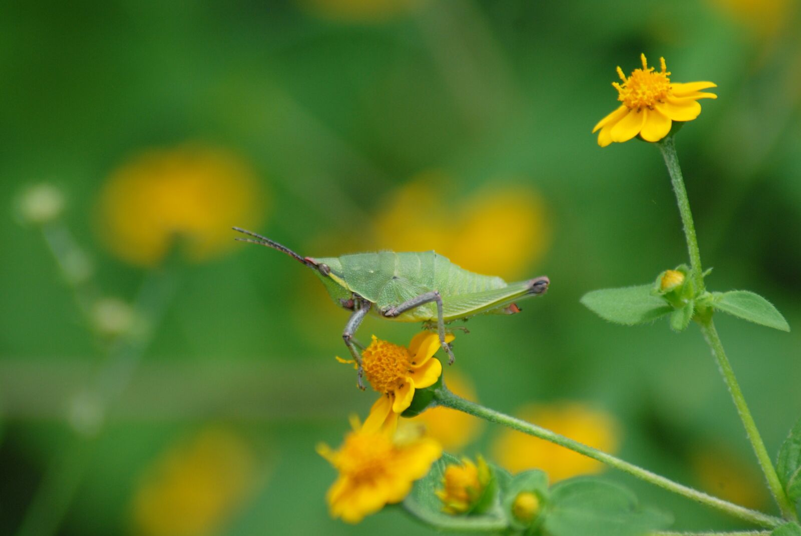 Nikon D200 sample photo. Grasshopper, yellow flower, plant photography