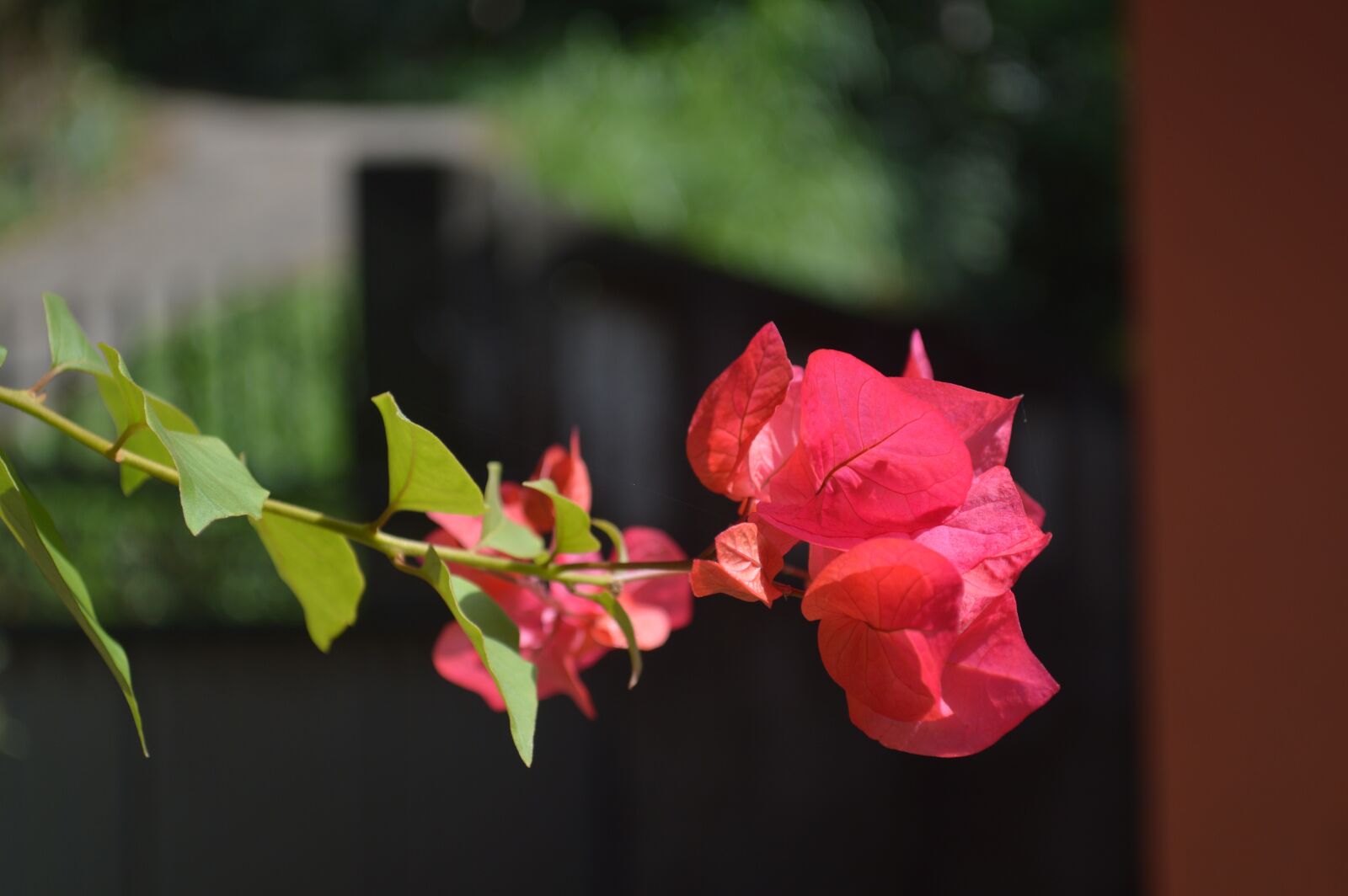 Nikon D3200 sample photo. Bougainvillea, flowers, nature photography