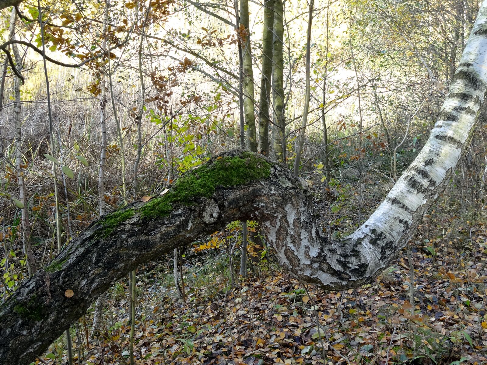 Sony Cyber-shot DSC-HX10V sample photo. Autumn, birch, moss photography