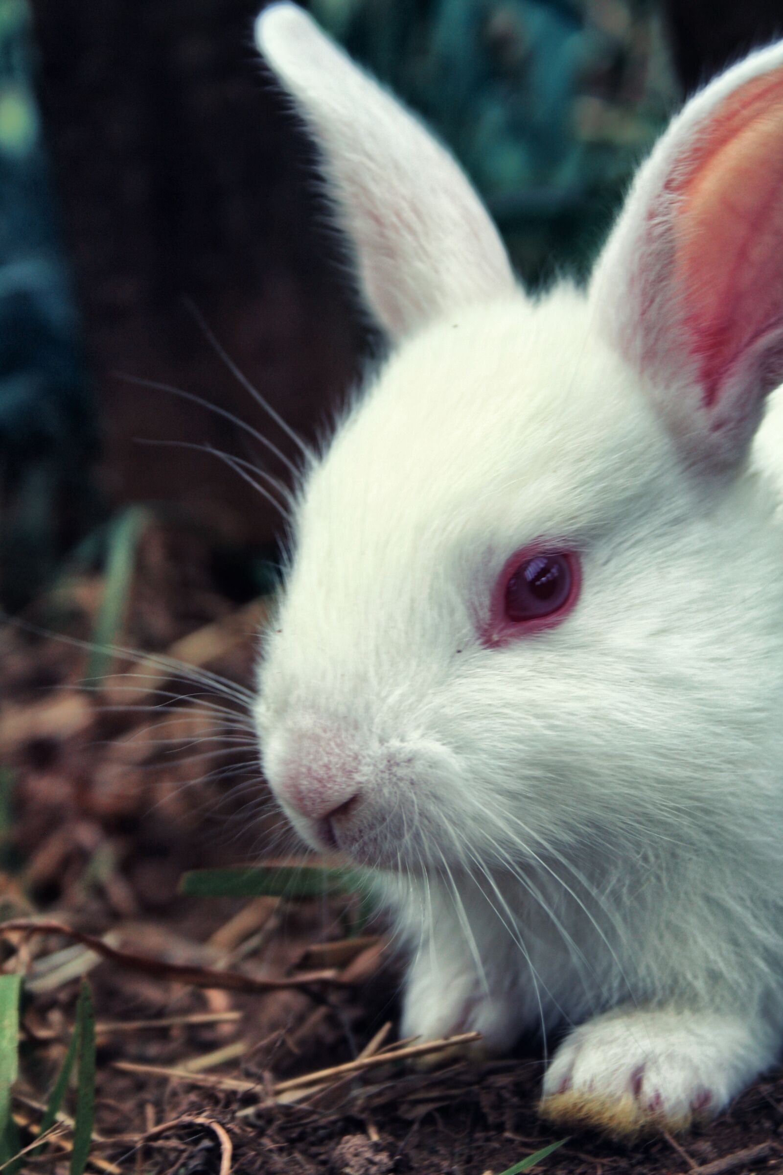 Canon EOS 1000D (EOS Digital Rebel XS / EOS Kiss F) sample photo. Rabbit, closeup, nature photography