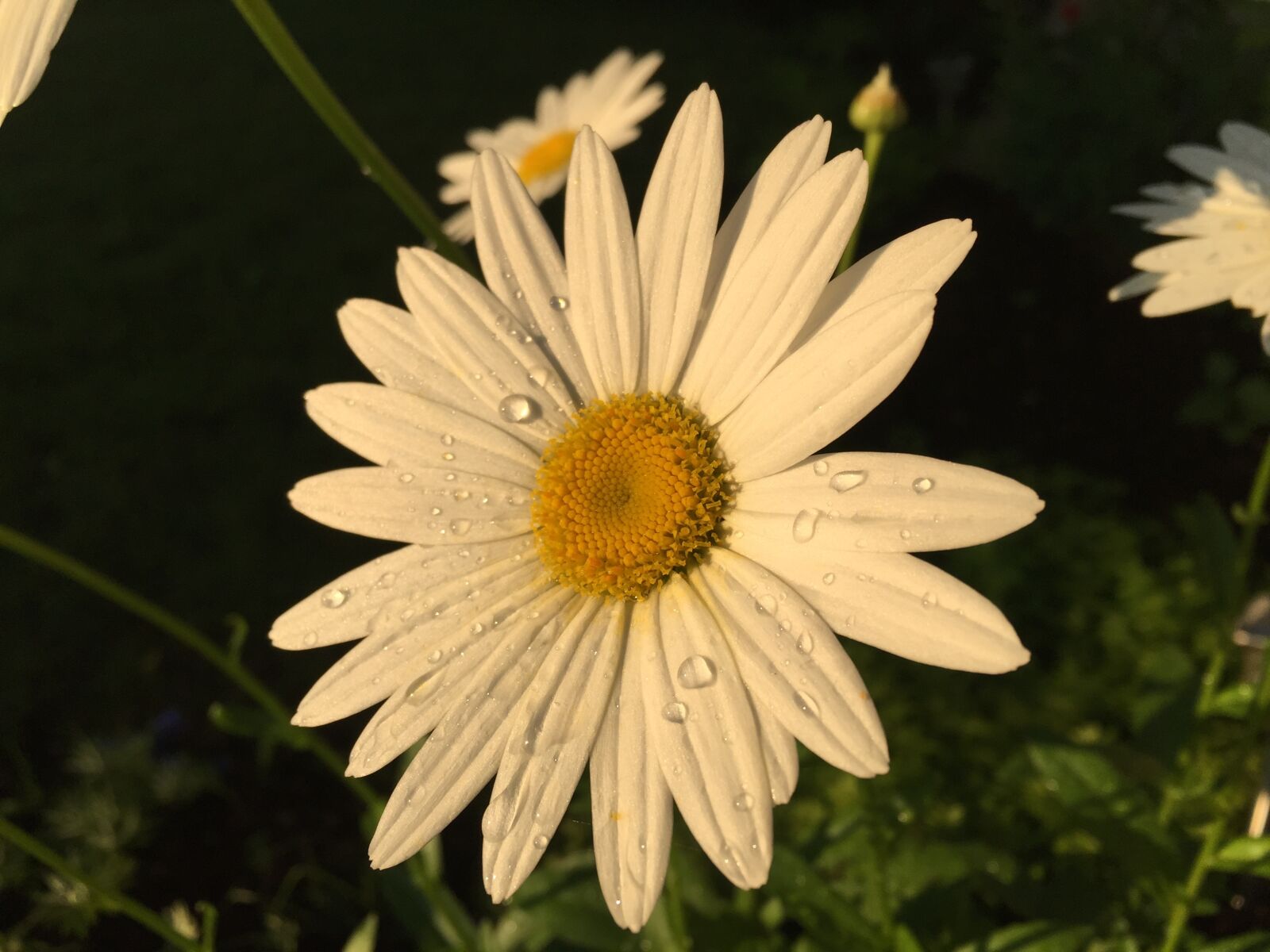 Apple iPhone 6 sample photo. Flower, daisies, nature photography
