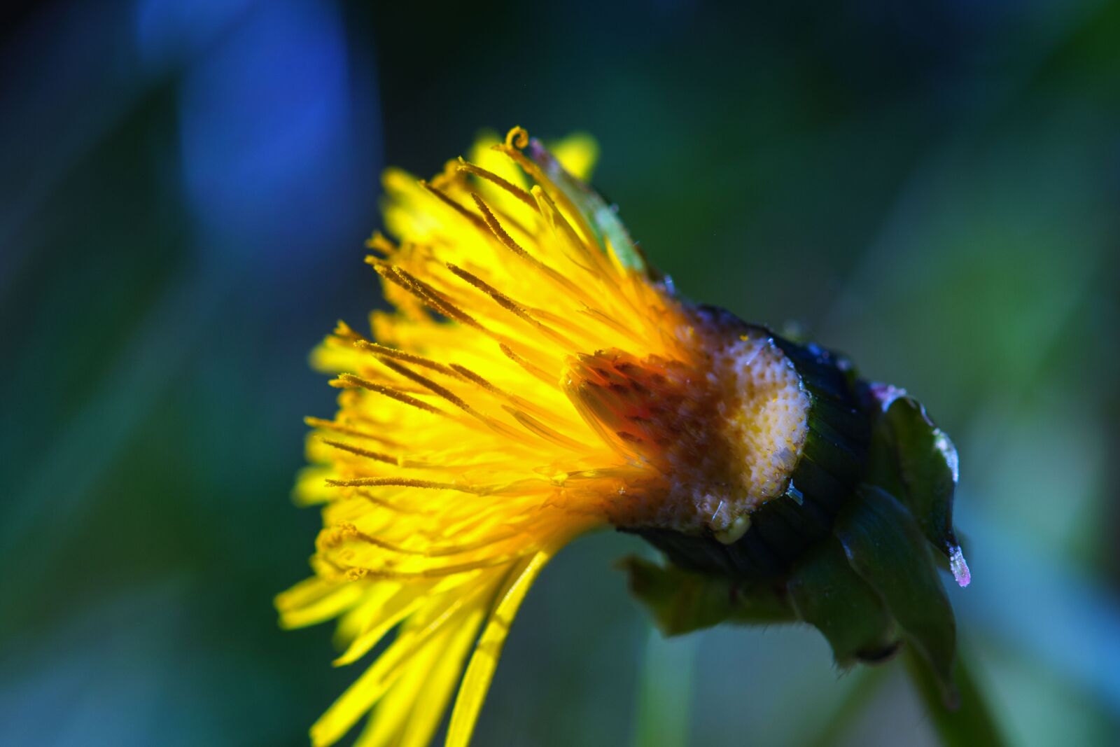 Nikon D7200 sample photo. Dandelion, flower, spring photography