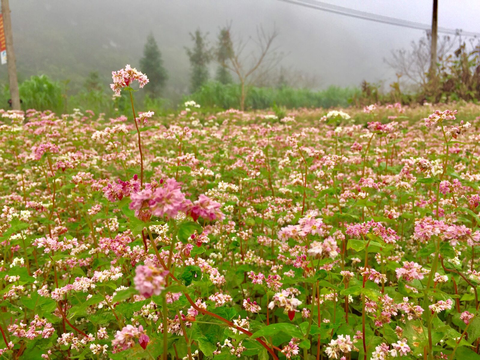 iPhone 6 Plus back camera 4.15mm f/2.2 sample photo. Close, up, of, flowers photography