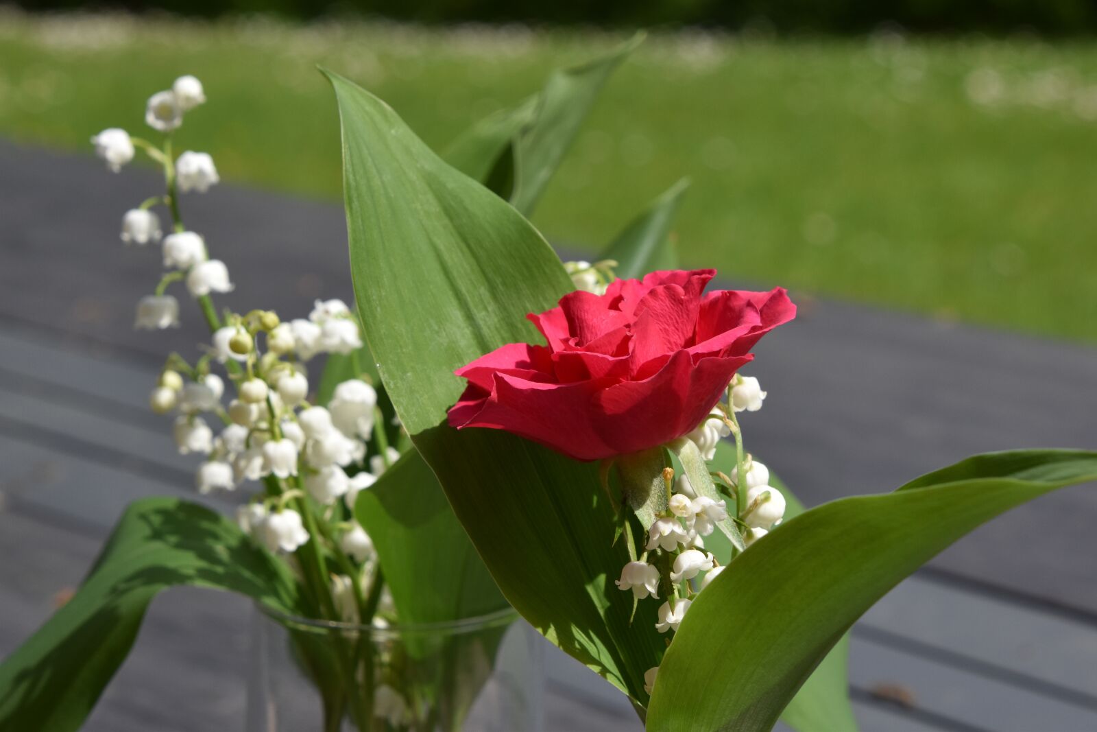 Nikon D5600 sample photo. Flower, nature, plant photography
