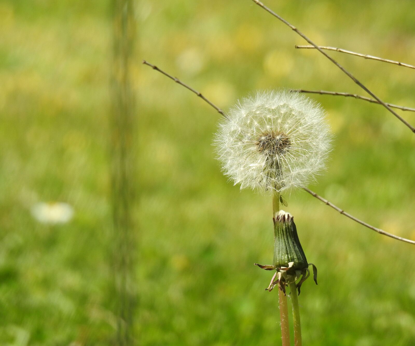 Nikon Coolpix P900 sample photo. Dandelion, flower, pointed flower photography