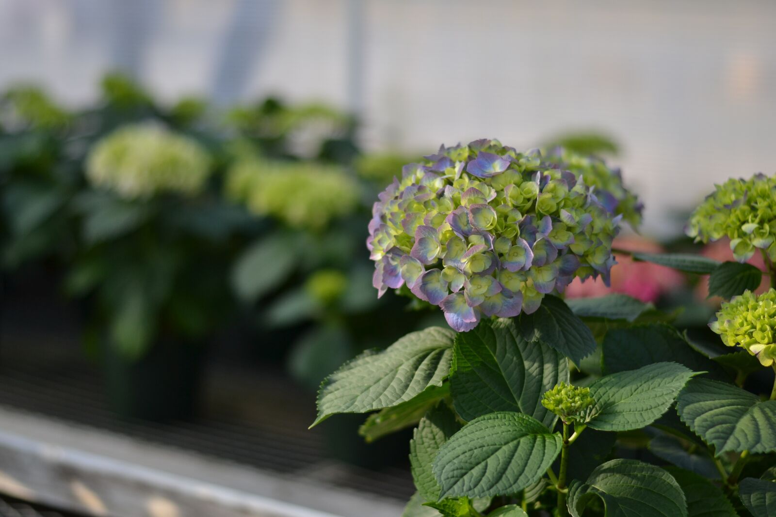 Nikon D3100 sample photo. Hydrangea, plant, nature photography