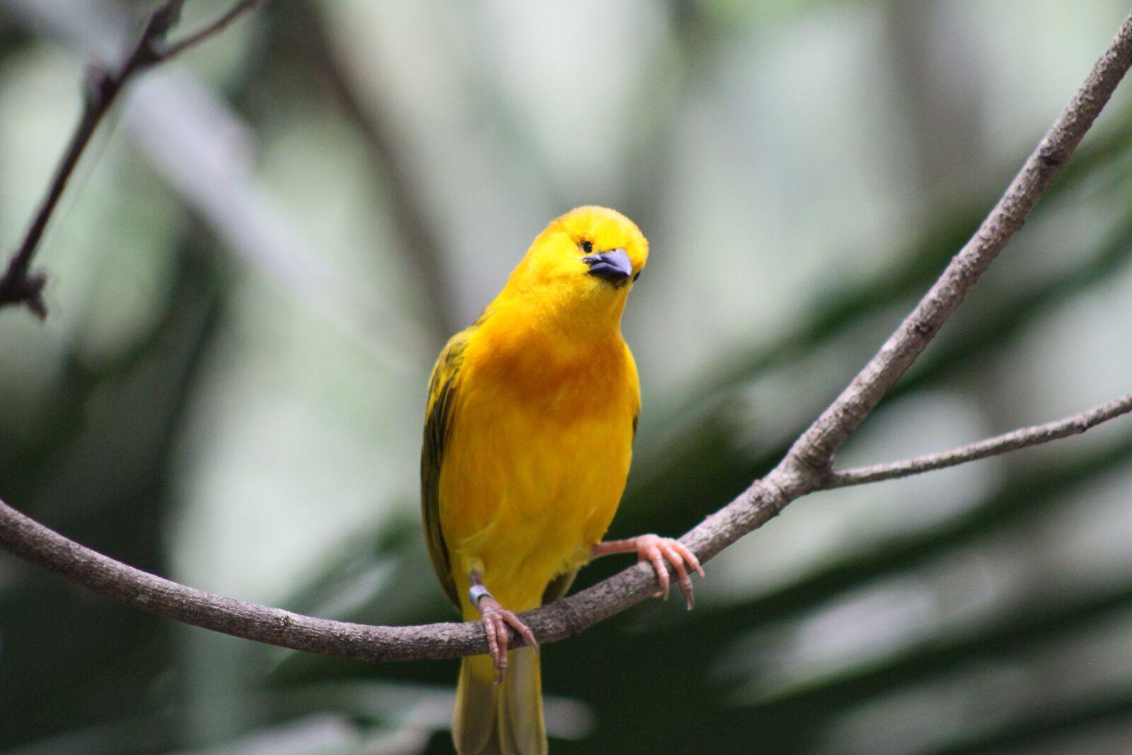 Canon EOS 7D sample photo. Yellow, bird, feather photography