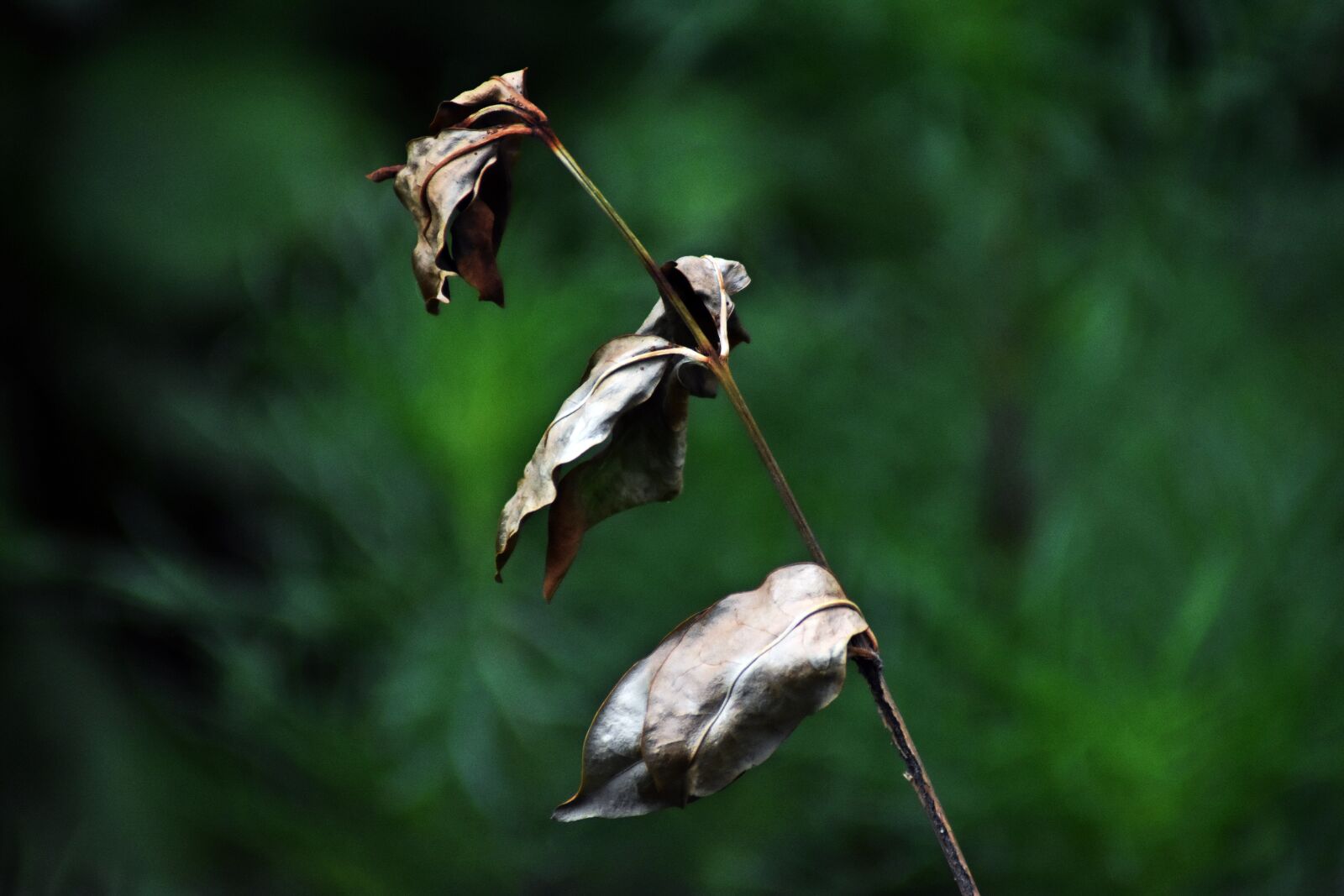 Nikon D3400 sample photo. Plant, nature, dry photography
