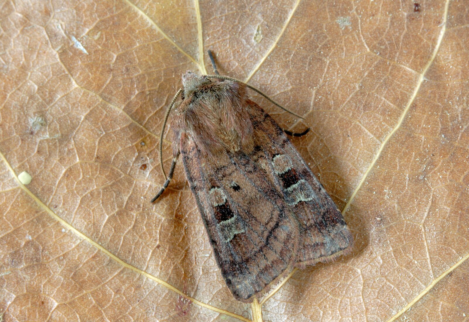 Canon EOS 400D (EOS Digital Rebel XTi / EOS Kiss Digital X) sample photo. Small-square-spot, moth, wings photography