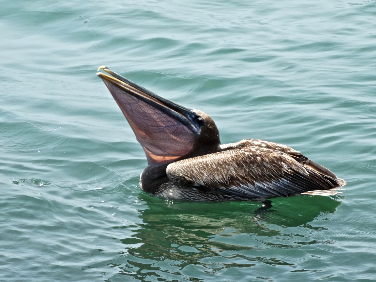 Sony Cyber-shot DSC-HX300 sample photo. Brown, pelican, ocean photography
