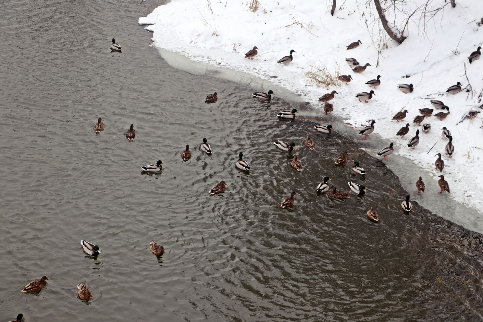 Canon EOS 200D (EOS Rebel SL2 / EOS Kiss X9) sample photo. Duck, winter, river photography
