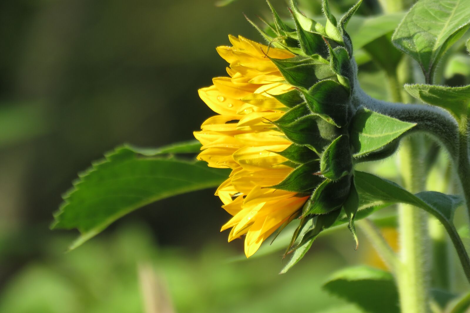 Canon PowerShot SX60 HS sample photo. Flower, sunflower, flowers photography