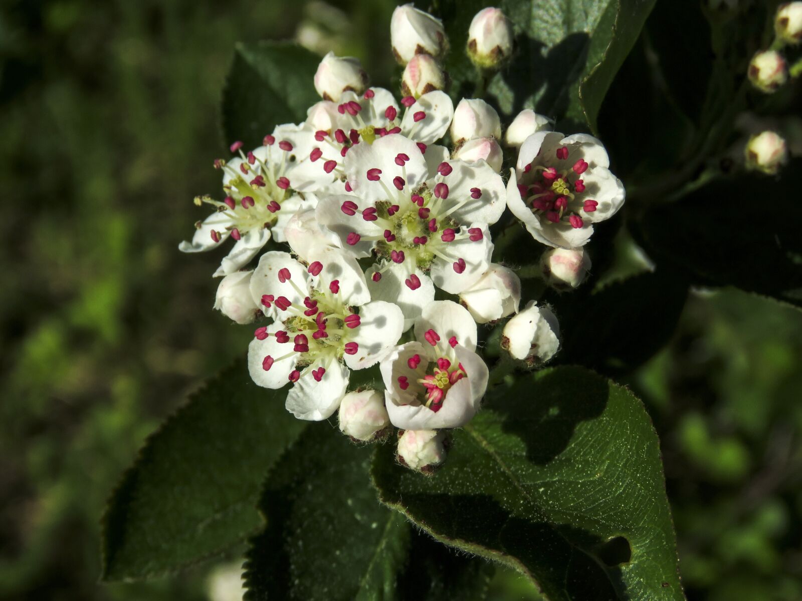 Canon PowerShot SX60 HS sample photo. Flowers, chokeberry, aronia chokeberry photography