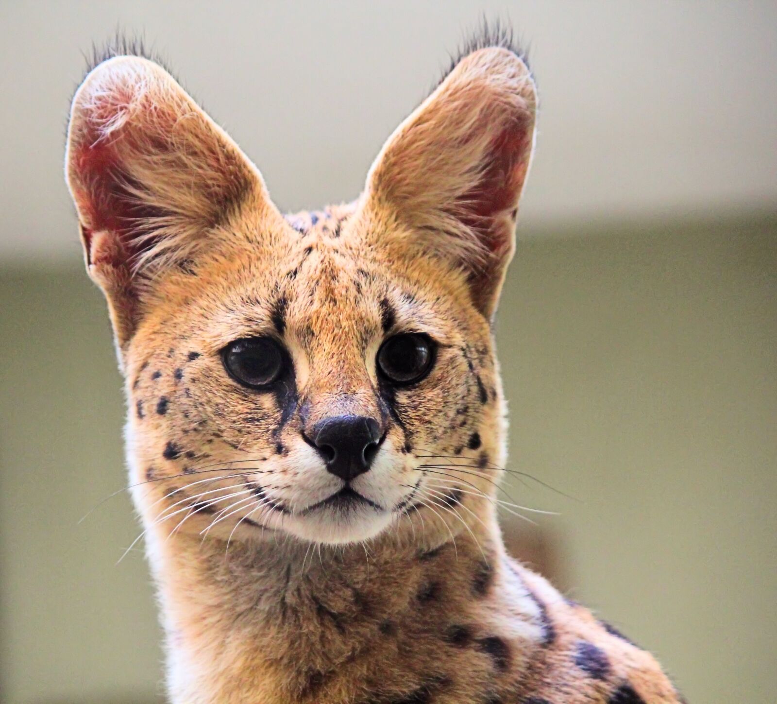 Canon EOS 550D (EOS Rebel T2i / EOS Kiss X4) sample photo. Serval, beast, african photography
