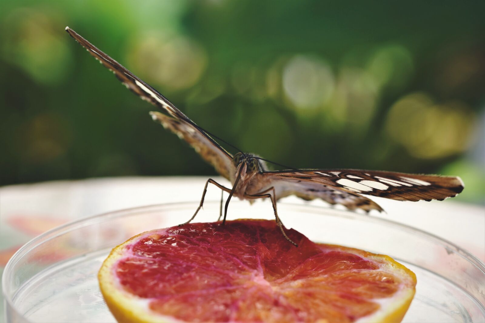 Nikon D7200 sample photo. Butterfly, tropical butterfly, exotic photography