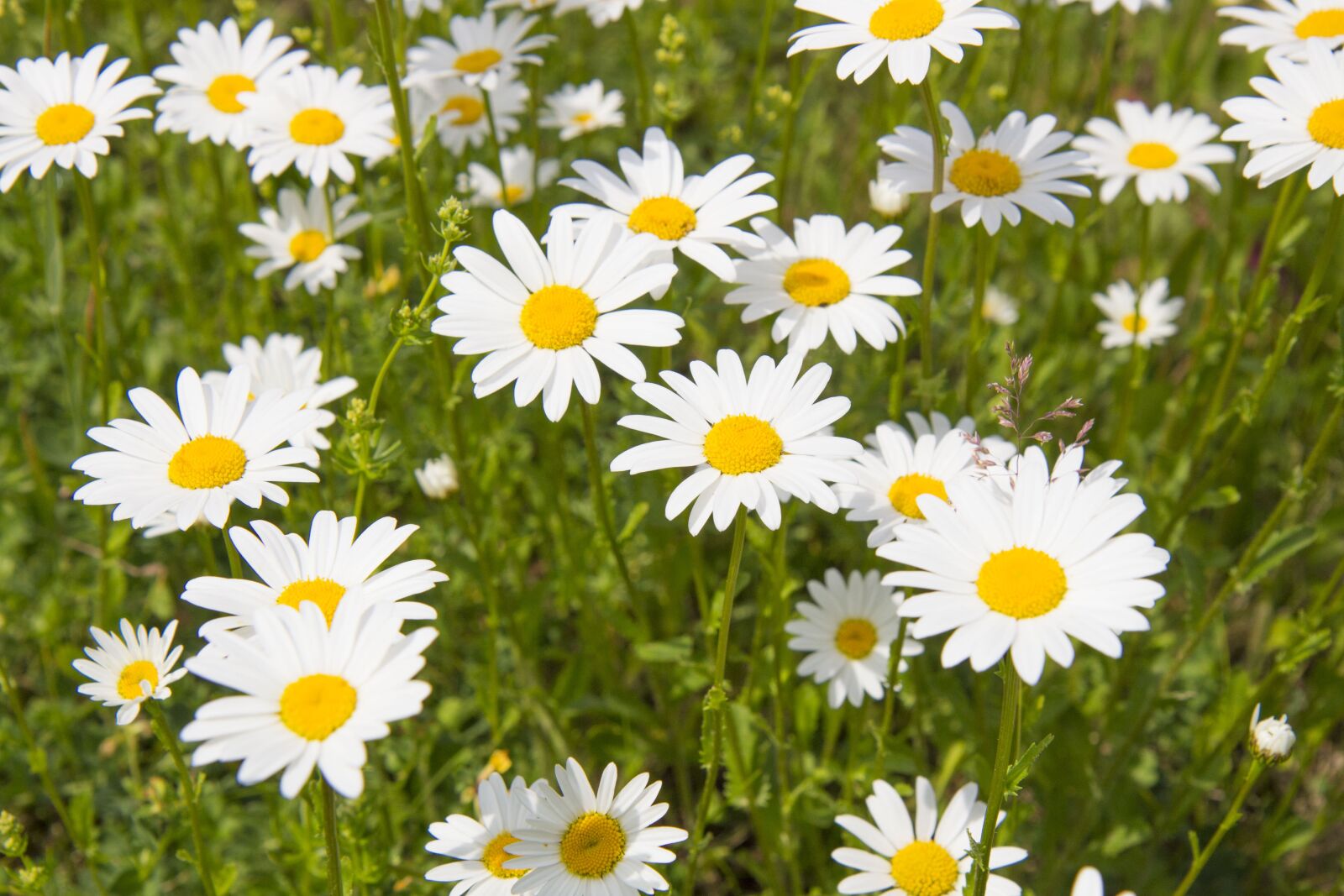 Canon EOS 700D (EOS Rebel T5i / EOS Kiss X7i) sample photo. Daisy, summer, meadow photography