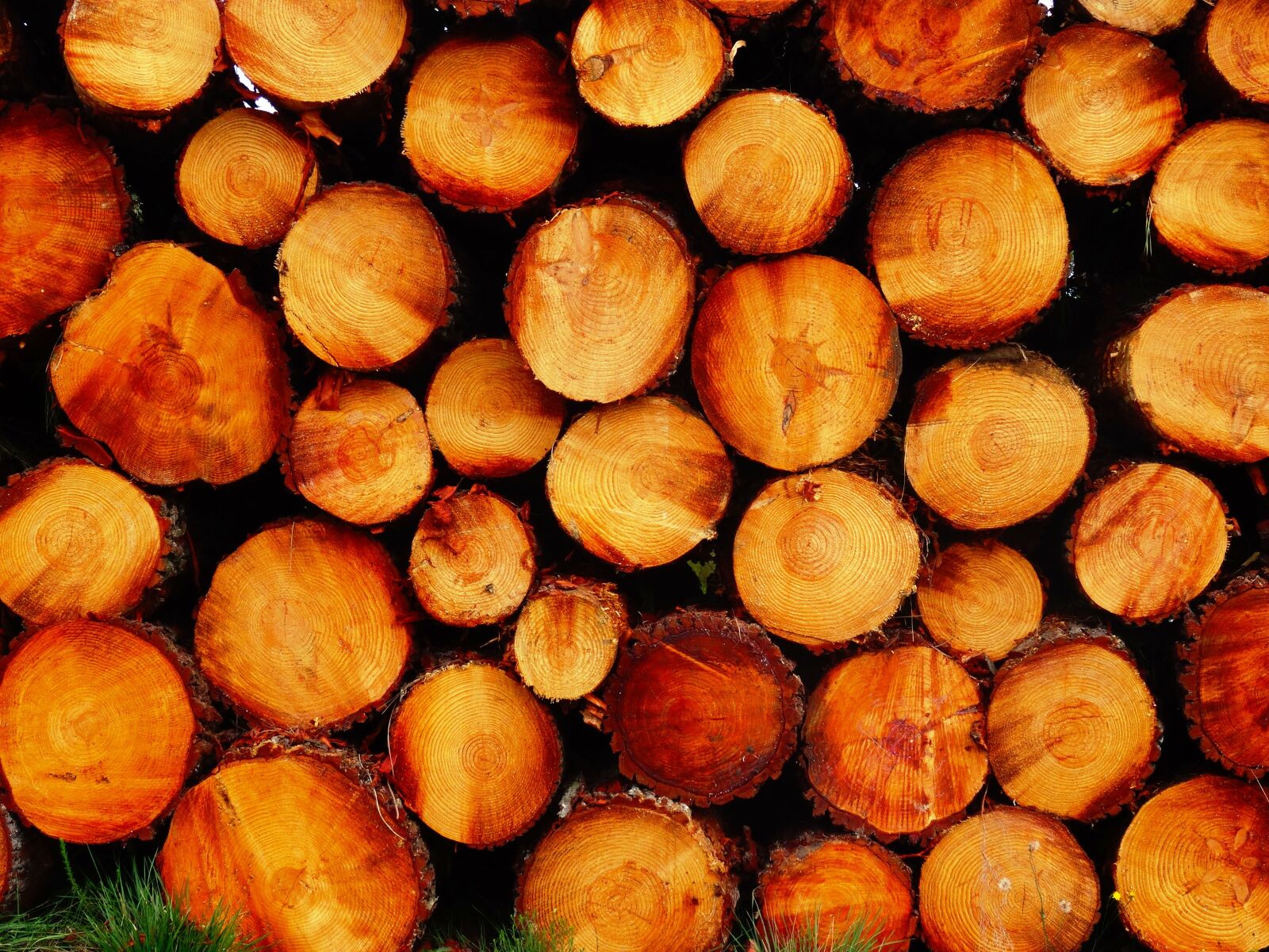 Sony Cyber-shot DSC-HX50V sample photo. Log, wood, holzstapel photography