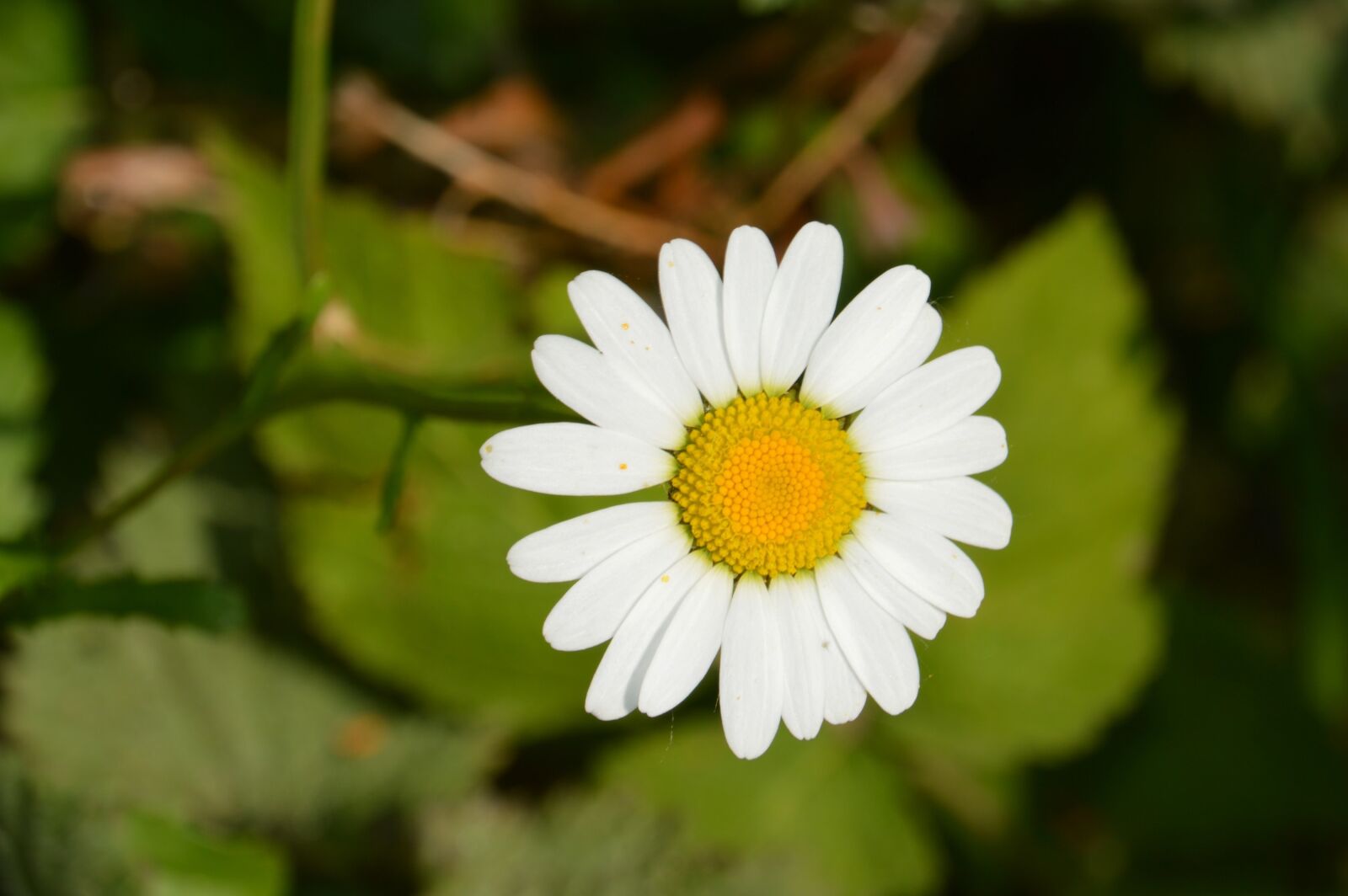 Nikon D3200 sample photo. Marguerite, plant, flower photography