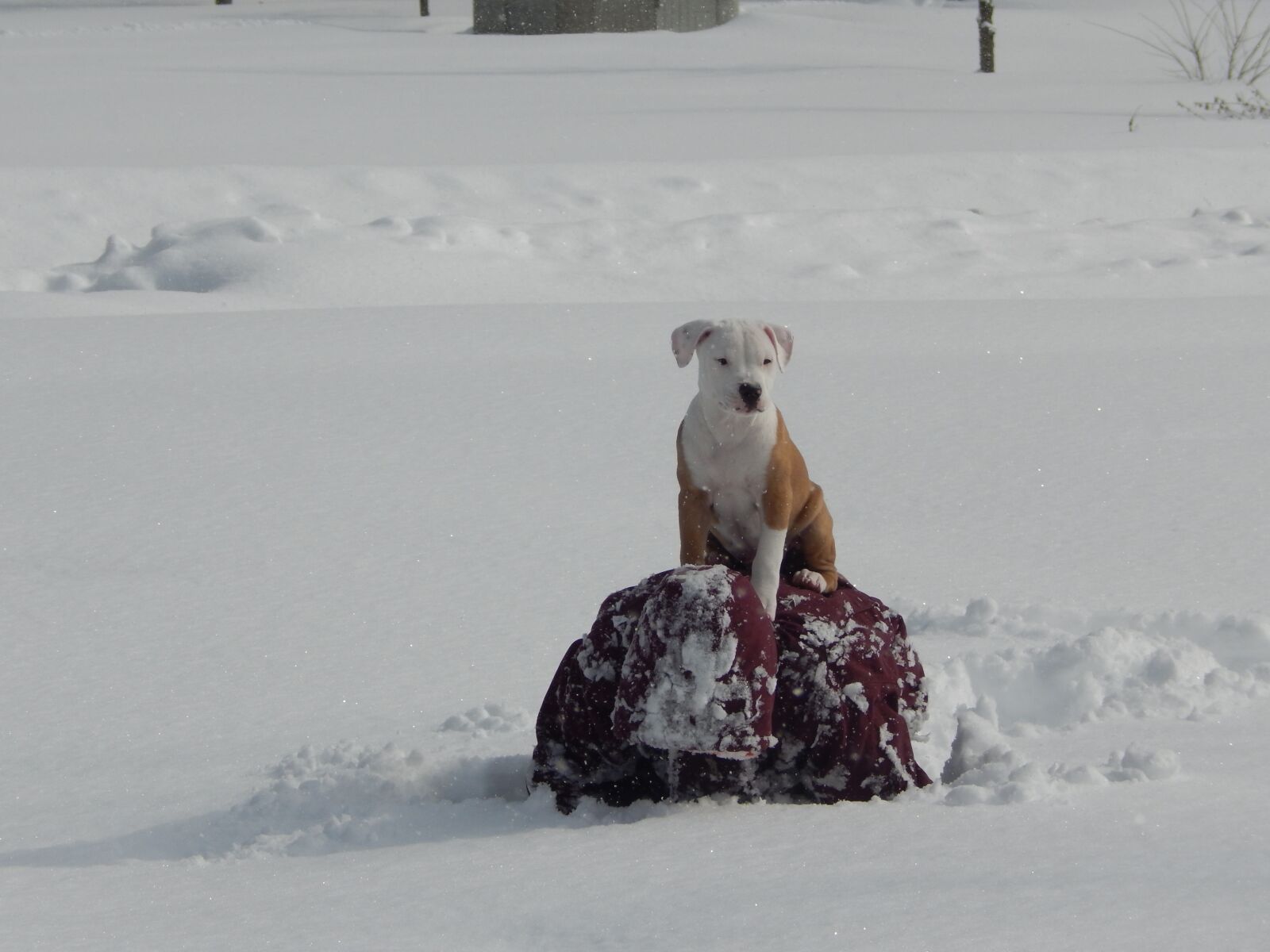 Nikon Coolpix L820 sample photo. Puppy, pitbull, cute photography