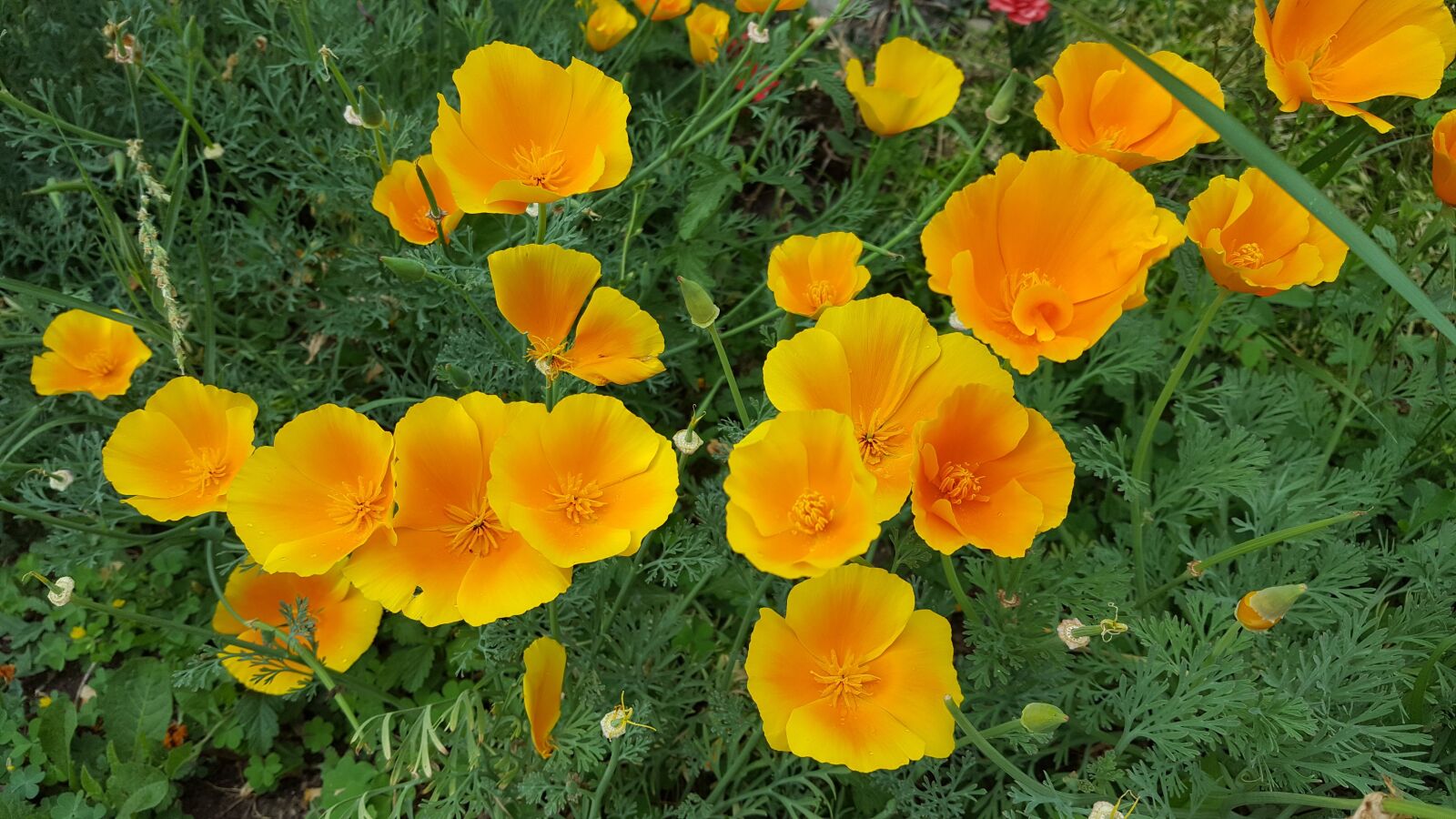 Samsung Galaxy S6 sample photo. Flowers, yellow flowers photography