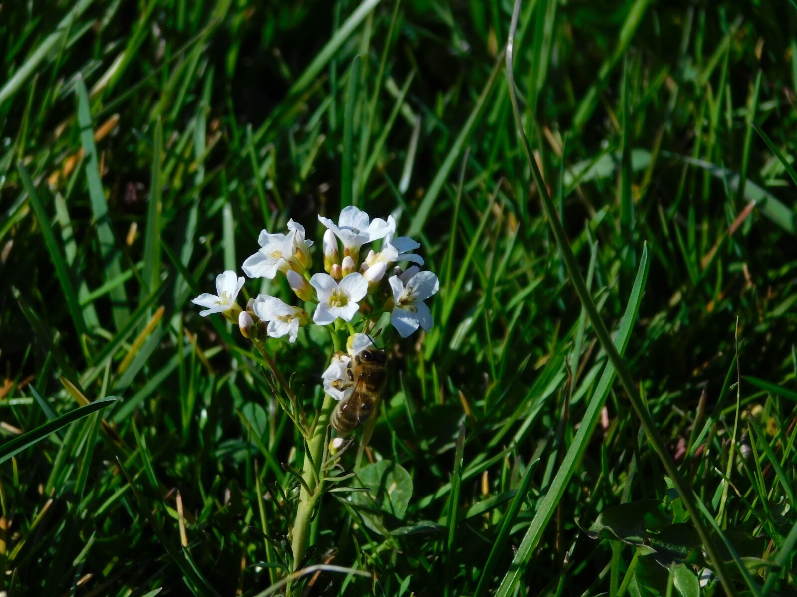 Nikon Coolpix B500 sample photo. Spring, bees, flowers photography