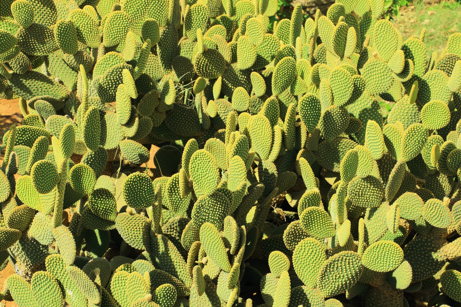Canon EOS 700D (EOS Rebel T5i / EOS Kiss X7i) sample photo. Cactus, desert, prickly photography