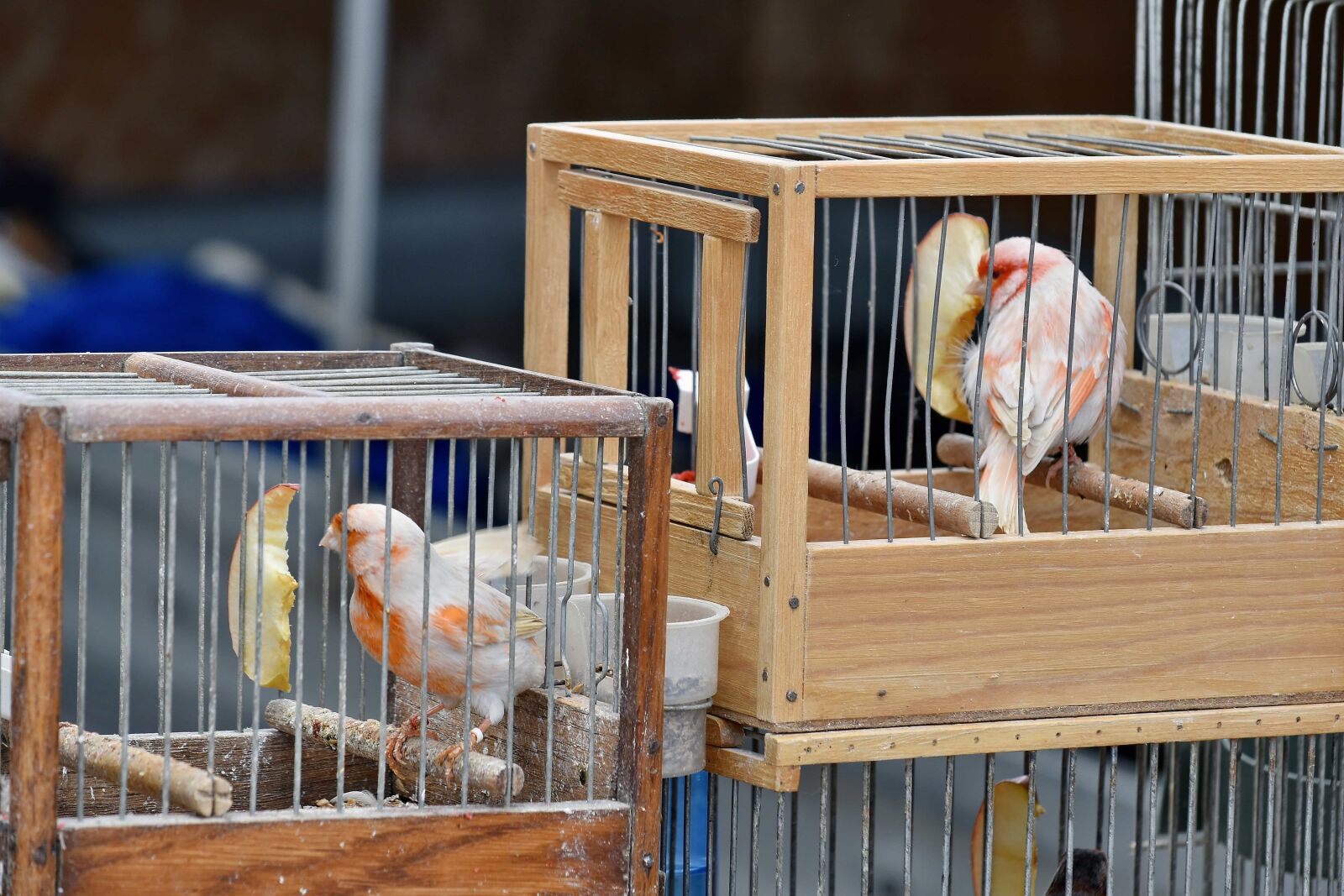 Nikon D5500 sample photo. Birds, wood, cage, bird photography