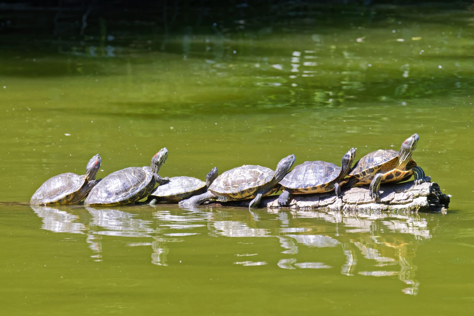 Nikon D5300 sample photo. The turtles, the shells photography