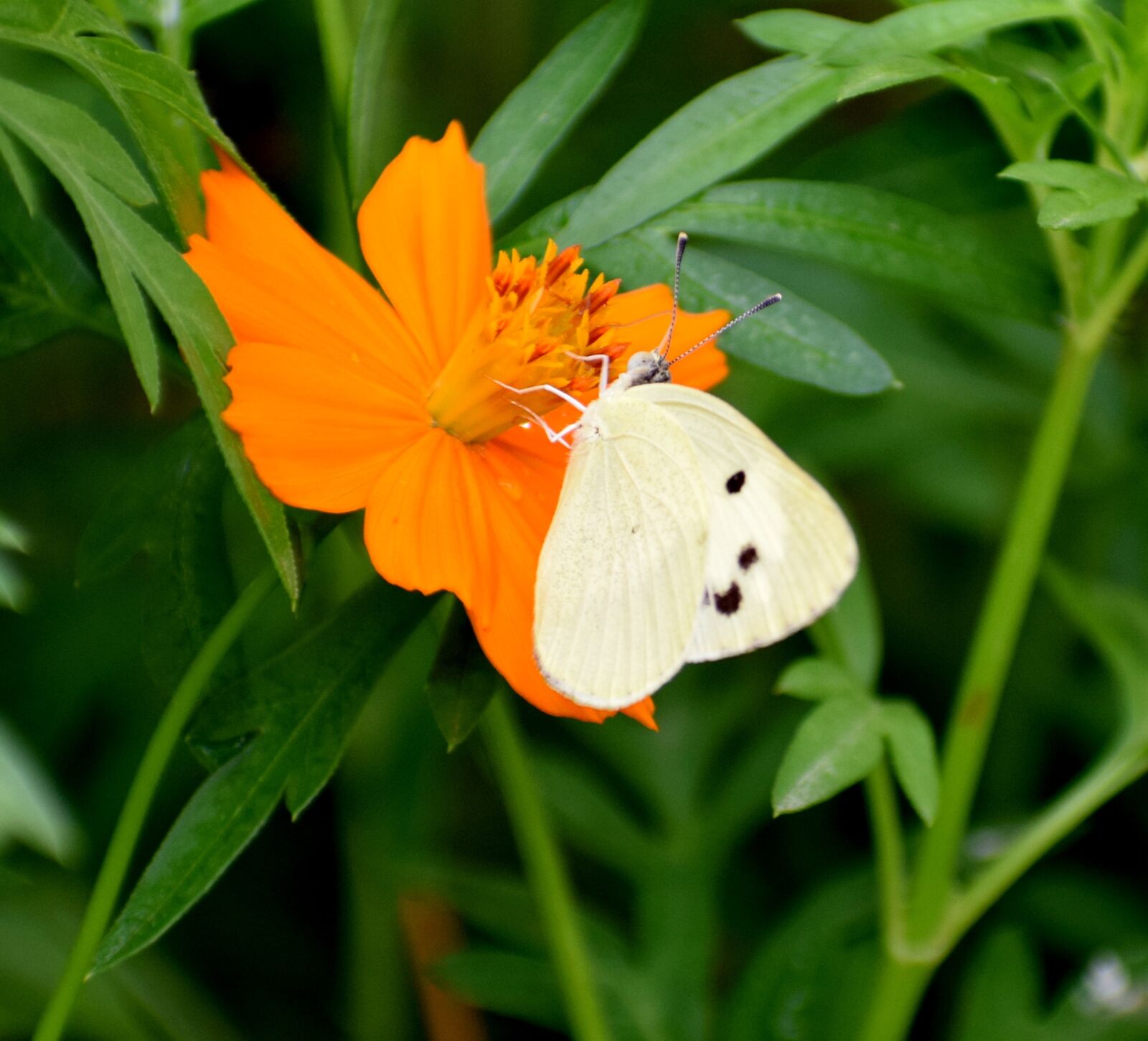 Nikon D3300 sample photo. Nature, butterfly, spring photography
