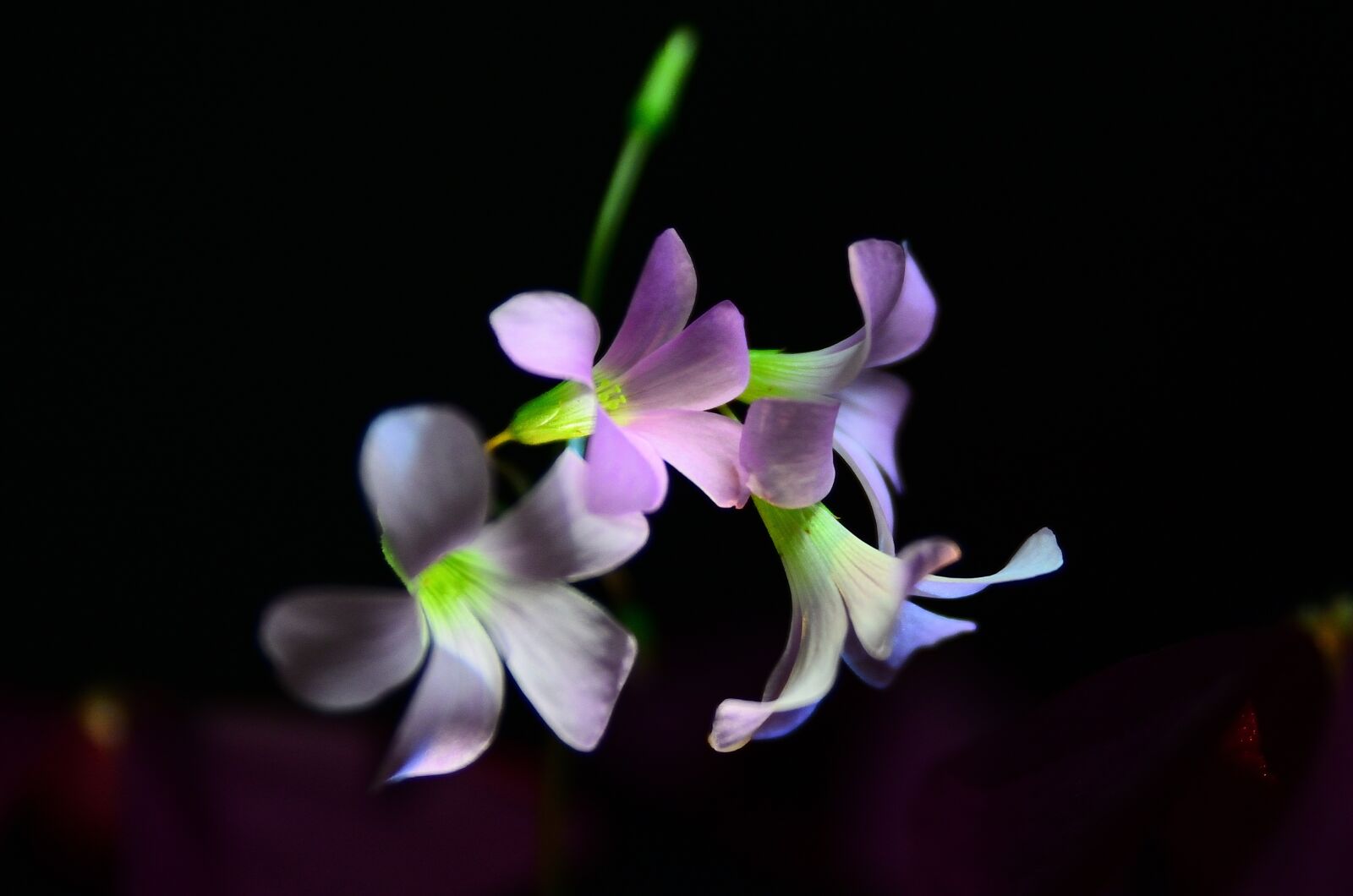 Nikon D7000 sample photo. Flower, plant, nature photography