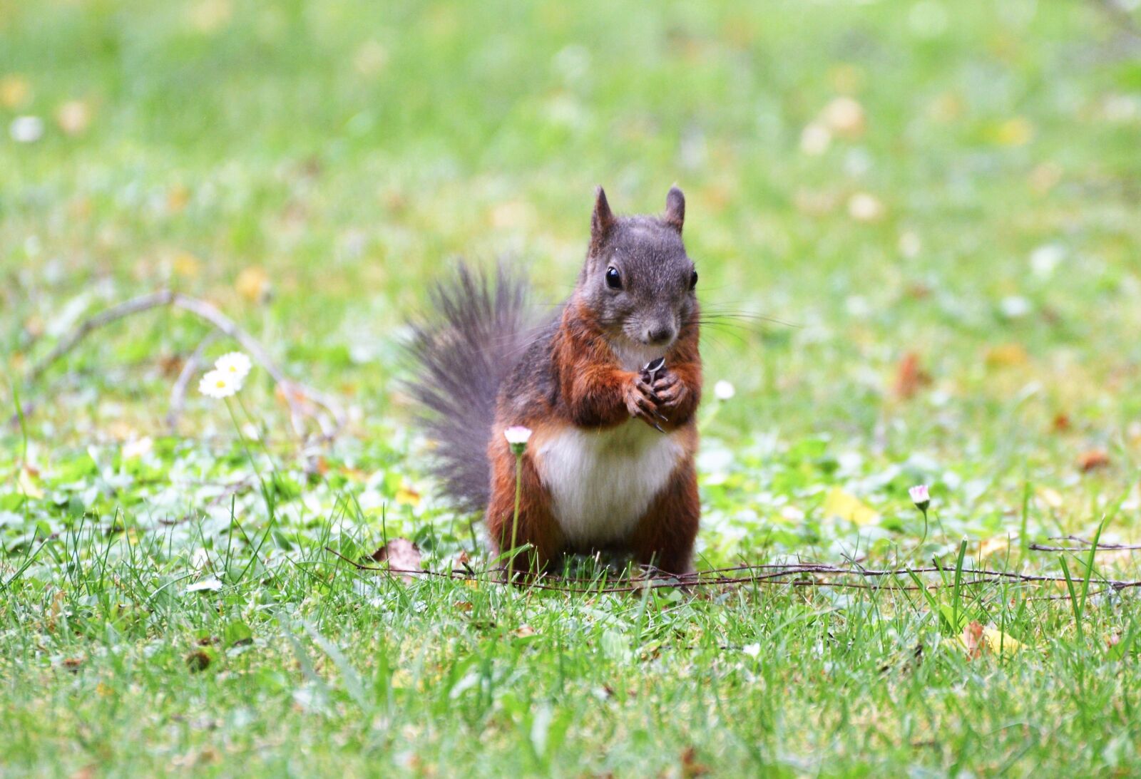 Nikon D3200 sample photo. Squirrel, nager, rodent photography