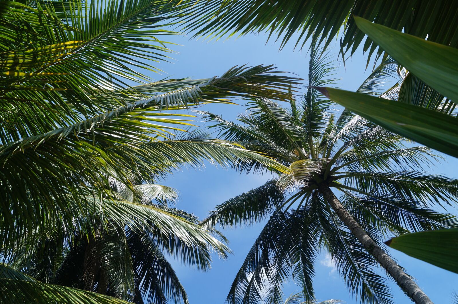 Sony SLT-A37 sample photo. Palm trees, sky, summer photography