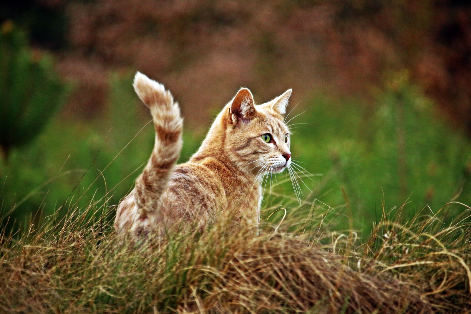 Canon EOS 100D (EOS Rebel SL1 / EOS Kiss X7) sample photo. Cat, kitten, breed cat photography