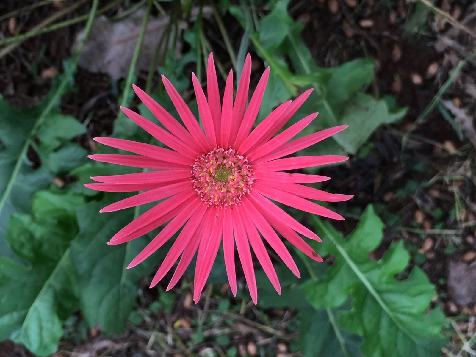 iPhone SE back camera 4.15mm f/2.2 sample photo. Pink color flower, flower photography