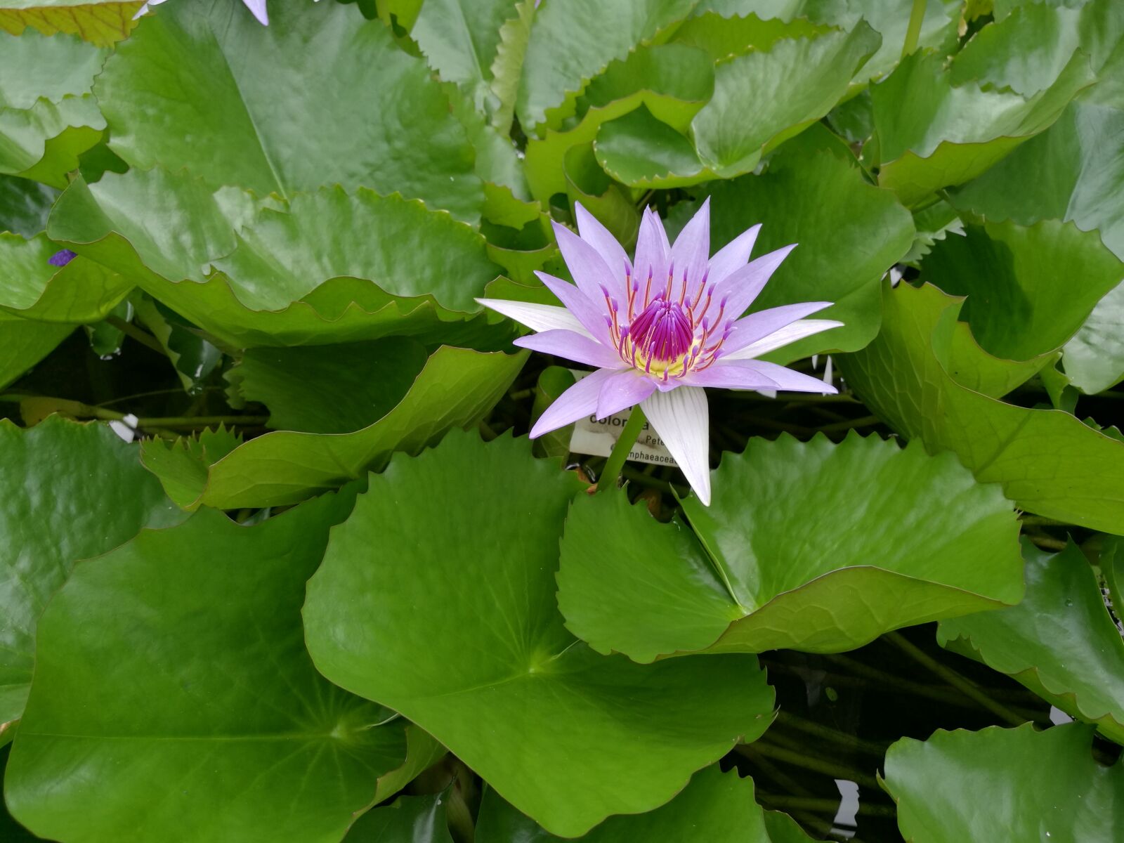 HUAWEI Honor 8 sample photo. Water lily, pond, blossom photography