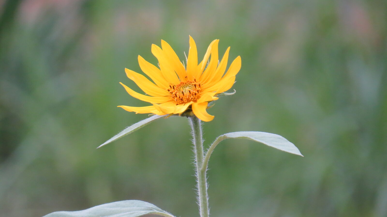 Canon PowerShot SX50 HS sample photo