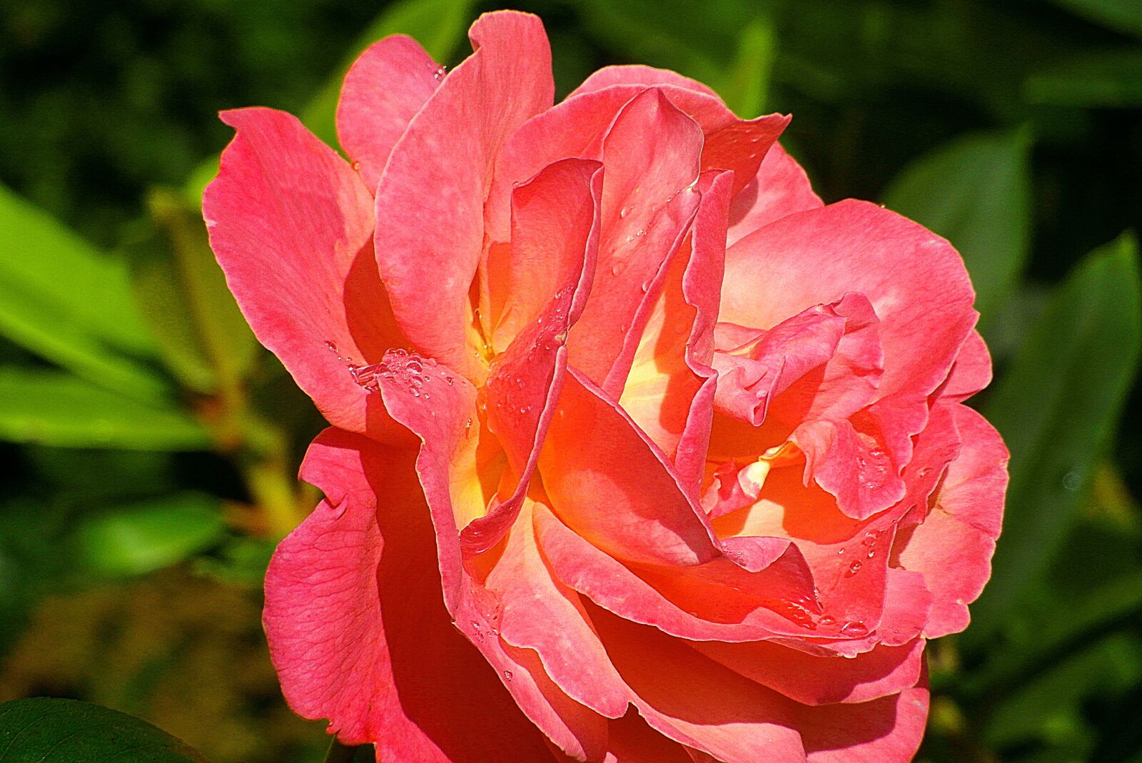 Samsung WB750 sample photo. Rose, pink, flower photography
