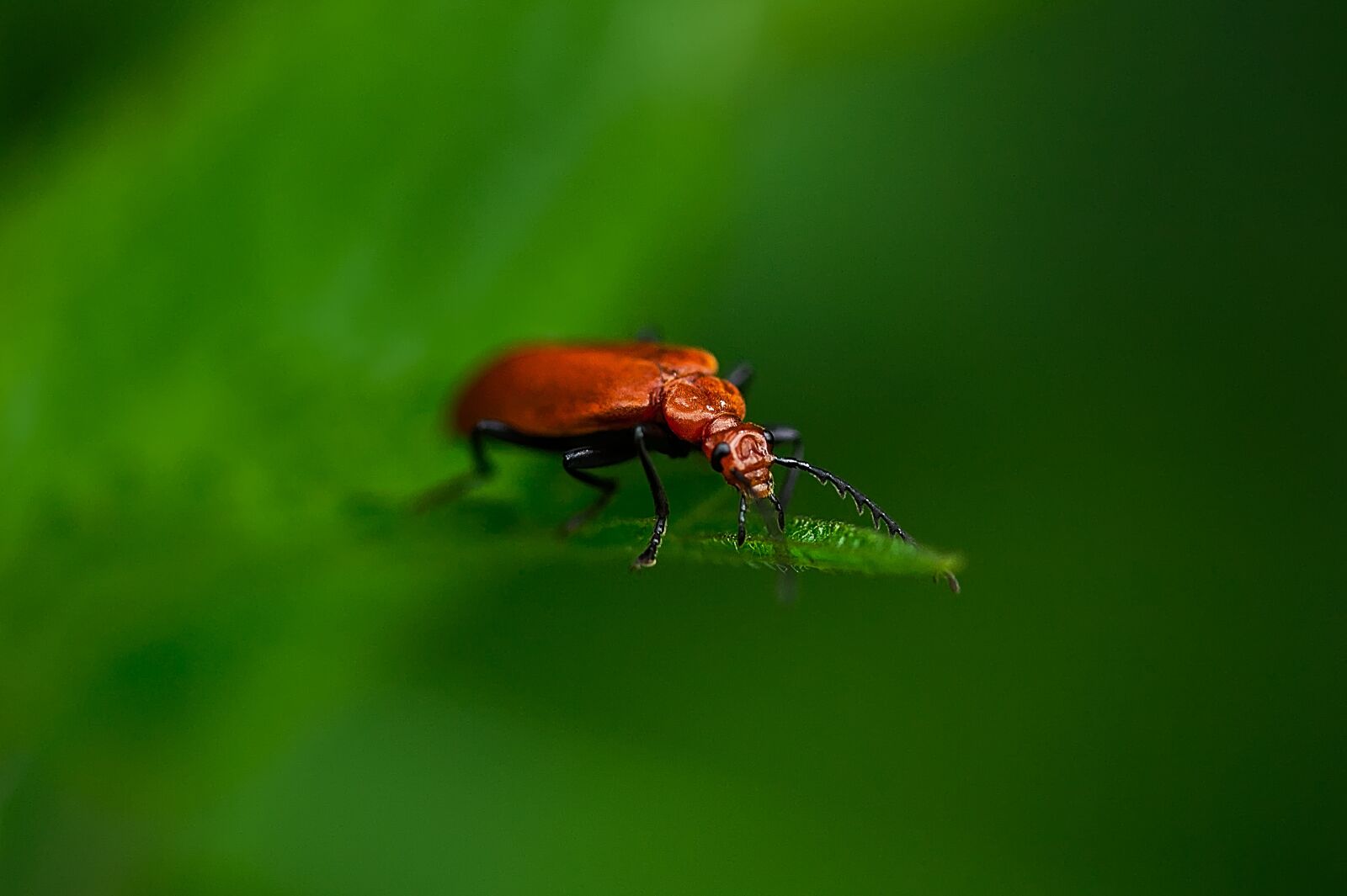 Canon EOS 450D (EOS Rebel XSi / EOS Kiss X2) sample photo. Beetle, insect, nature photography