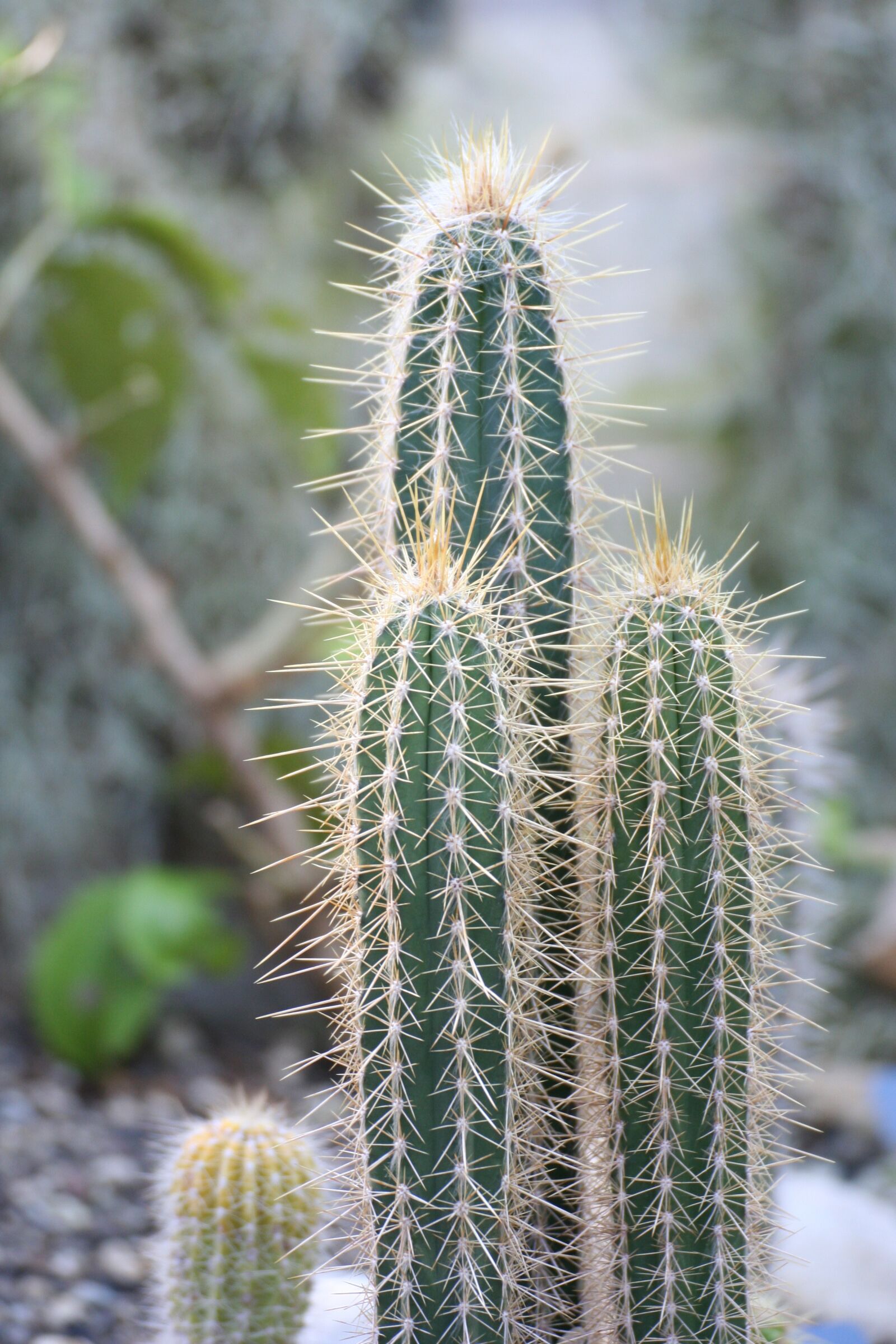 Canon EOS 350D (EOS Digital Rebel XT / EOS Kiss Digital N) sample photo. Succulent, cactus, nature photography