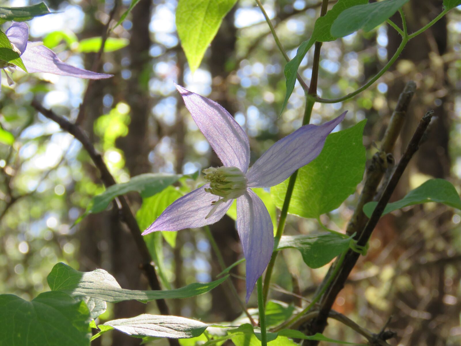 Canon PowerShot SX60 HS sample photo. Clematis occidentalis, blue clemati photography