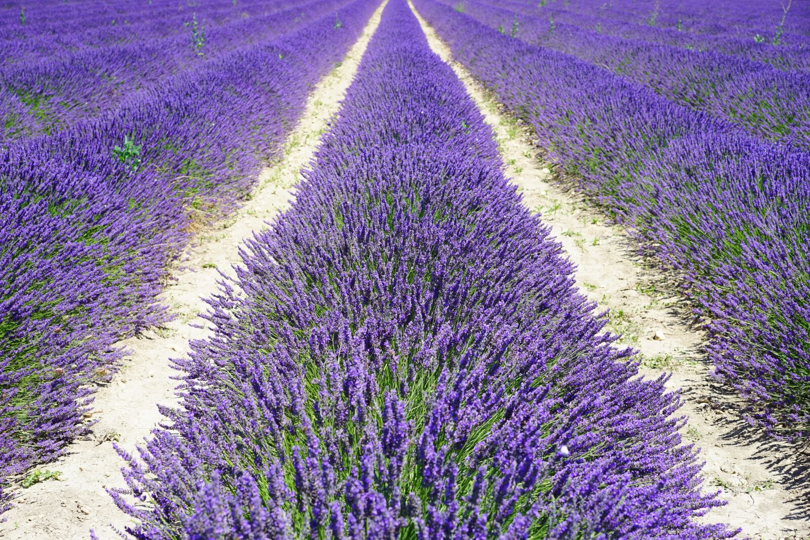 Sony a7 sample photo. Lavender field, lane, away photography