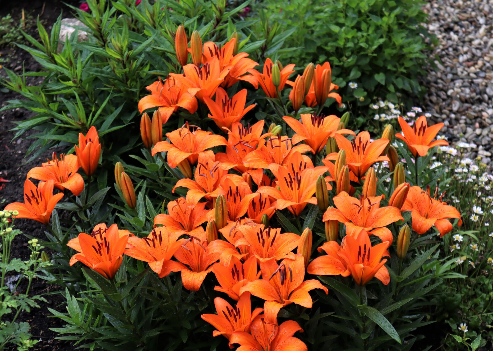 Canon EOS M50 (EOS Kiss M) sample photo. Lilies, flowers, lily photography