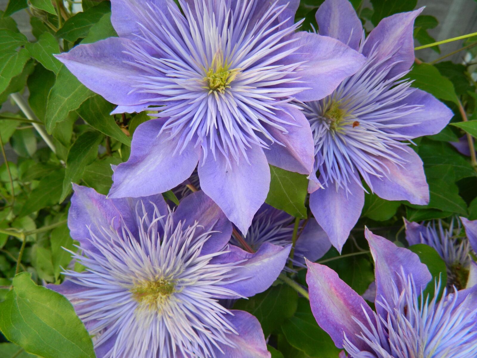 Nikon COOLPIX L310 sample photo. Purple, clematis, close-up photography
