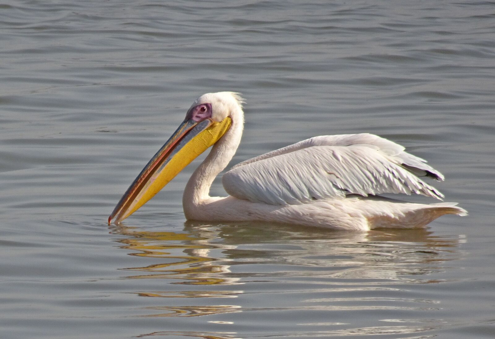 Sony Cyber-shot DSC-HX90V sample photo. Bird, great white pelican photography