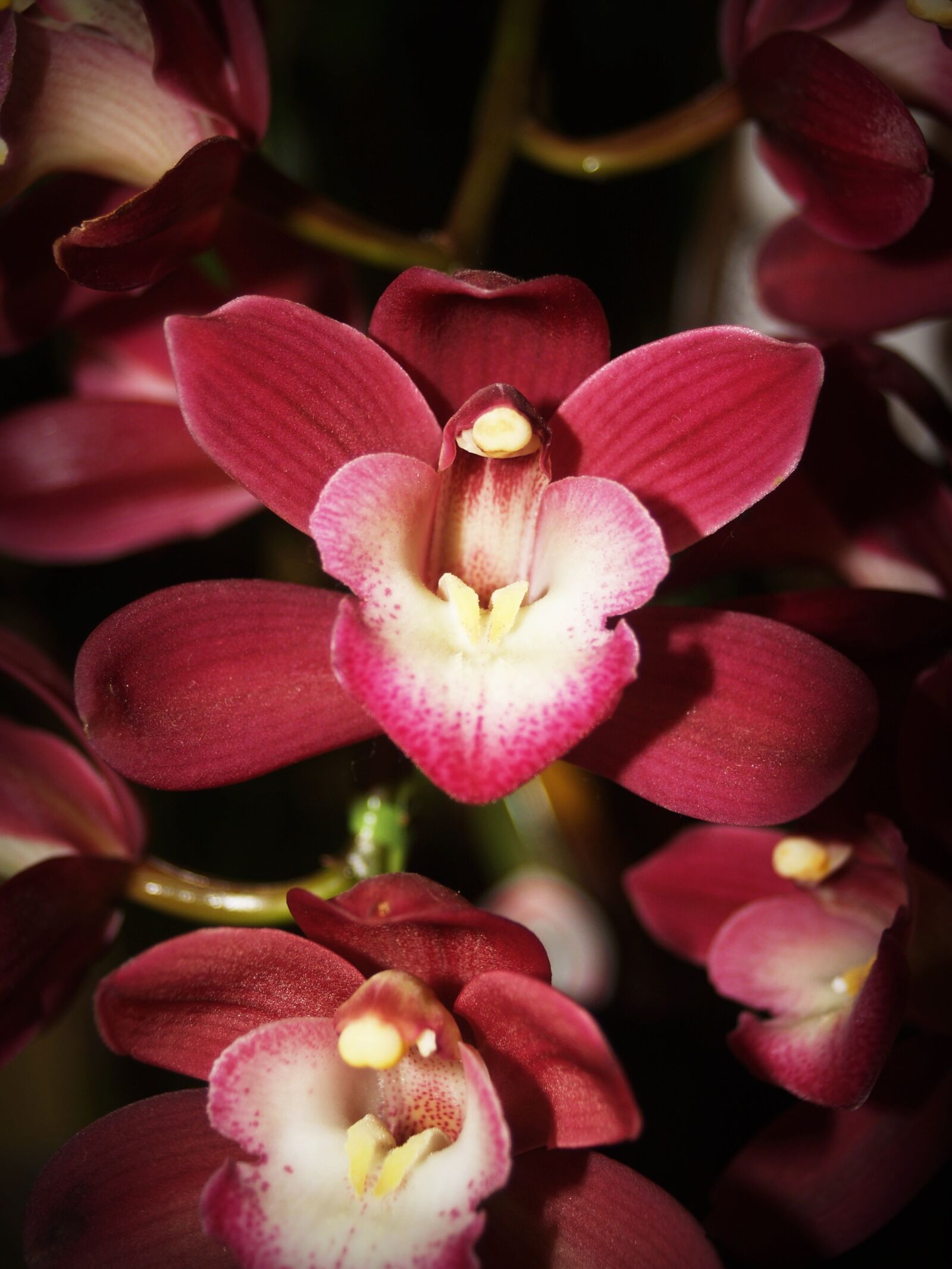 Olympus E-300 (EVOLT E-300) sample photo. Flower, orchid, tropical photography