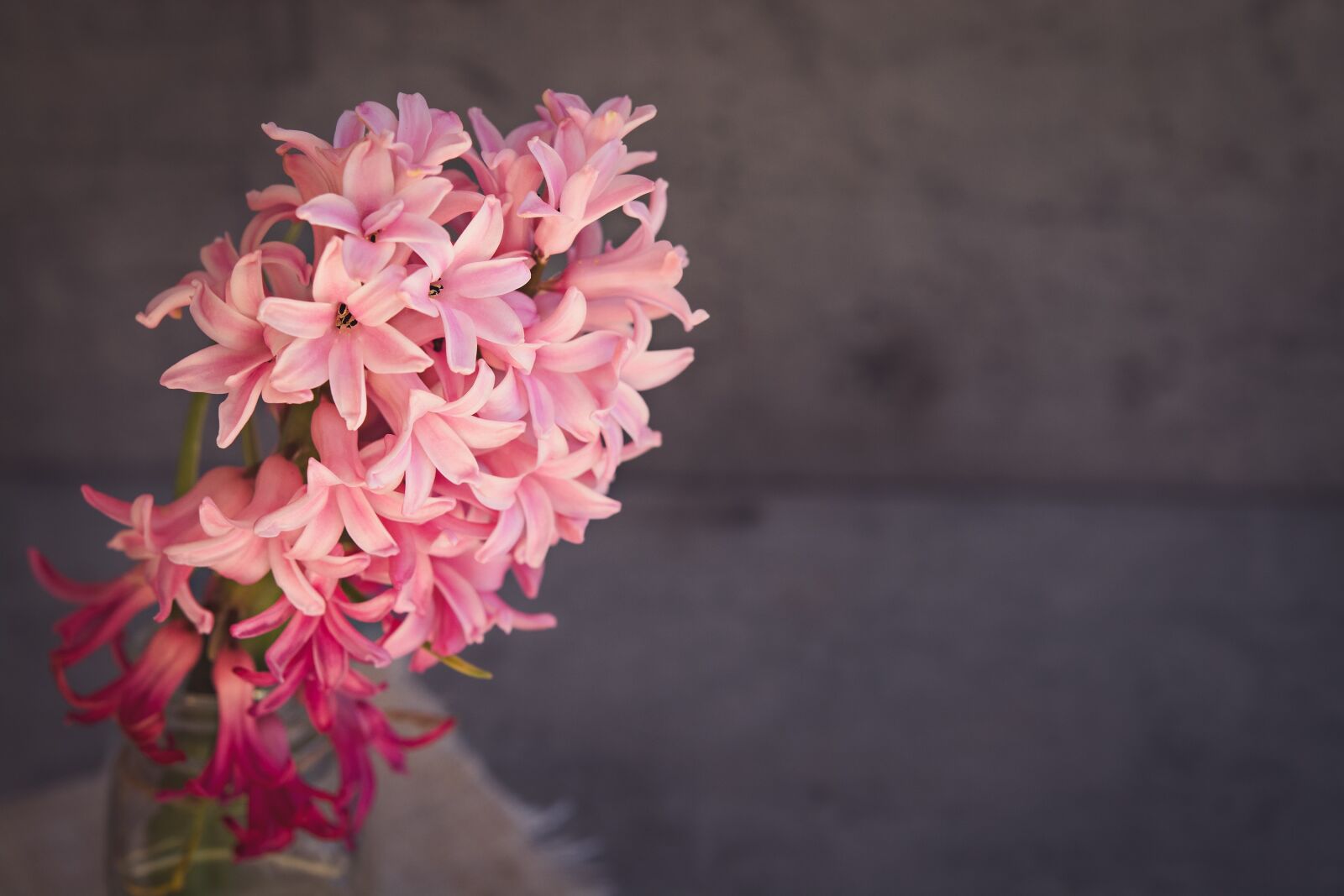 Nikon D7100 sample photo. Hyacinth, flower, pink photography